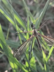 Tipula vernalis