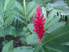 Alpinia purpurata
