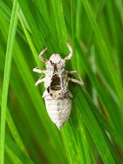 Gomphus