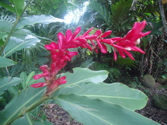 Alpinia purpurata