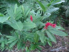 Alpinia purpurata