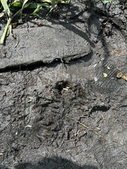 Procyon lotor vancouverensis