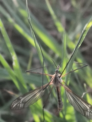 Tipula vernalis