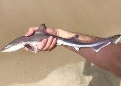 Smooth Dogfish photo 4