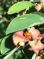 Coccinella septempunctata