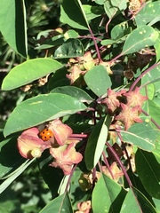 Coccinella septempunctata