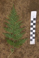 Asplenium brachycarpum