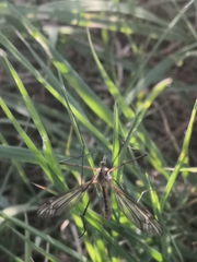 Tipula vernalis