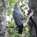 African Harrier-Hawk - Photo (c) fjfrazier, some rights reserved (CC BY-NC)