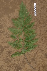 Asplenium brachycarpum