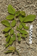 Dendrolobium umbellatum