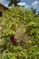 Dendrolobium umbellatum