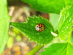 Harmonia axyridis