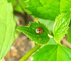 Harmonia axyridis