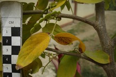 Dendrolobium umbellatum