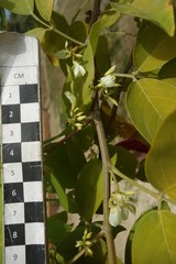 Dendrolobium umbellatum