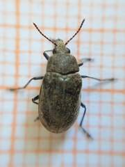 Mycterus