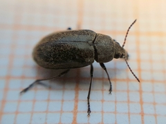 Mycterus