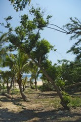 Calophyllum neoebudicum