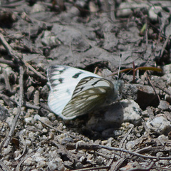 Pontia occidentalis