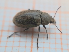 Mycterus
