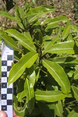 Calophyllum neoebudicum