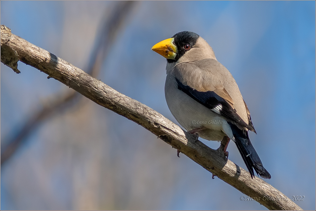 Japanese Grosbeak photo
