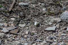 Pontia occidentalis