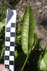 Calophyllum neoebudicum