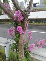 Lagerstroemia indica