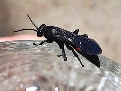 Entomobora