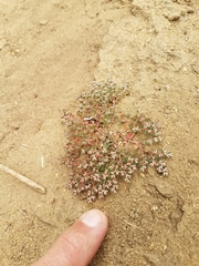 Euphorbia polycarpa polycarpa