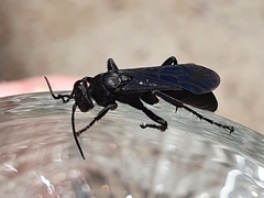 Entomobora