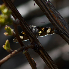 Litocala sexsignata