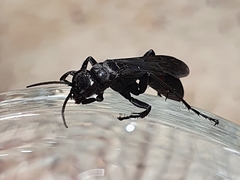 Entomobora