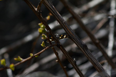 Litocala sexsignata