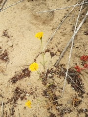 Chaenactis glabriuscula glabriuscula