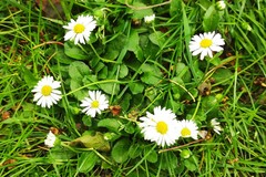Bellis perennis