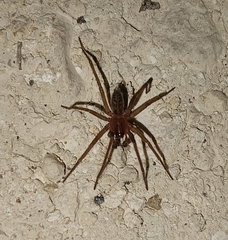 Liocranidae