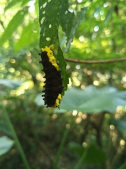 Gynautocera rubriscutellata