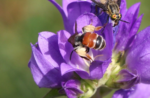 Andrena rufizona