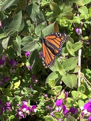 Danaus plexippus