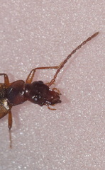 Anthophagus bicornis