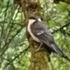 Parus major