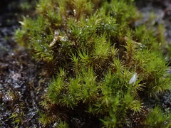 Blindia acuta