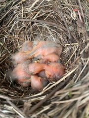 Turdus merula