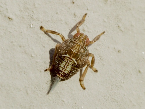 Common issid planthopper photo 3