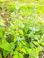Pentaglottis sempervirens