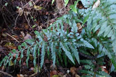 Asplenium lyallii