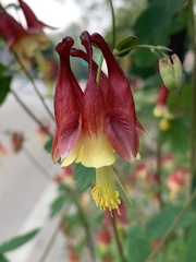 Aquilegia canadensis